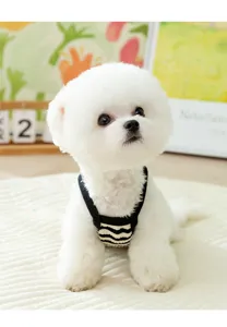 Detailed view of the cute white puppy wearing a summer black and white striped pet vest.