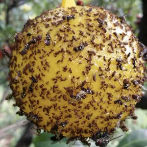 Balle piege a insectes glue jaune pour le controle des ravageurs mouches des fruits principal