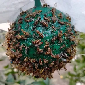 Piège sphérique autocollant anti-mouche des fruits pour le jardin, double face efficace.