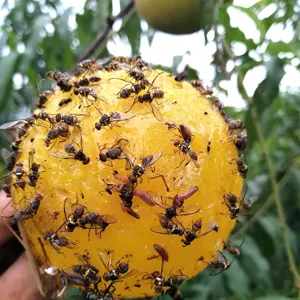 Piège adhésif jaune pour mouches des fruits et insectes de jardin, attrape-nuisibles double face.
