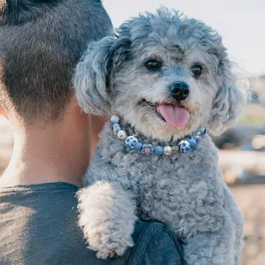Close-up detail of a stylish pet pearl and candy-colored beaded dog collar necklace.