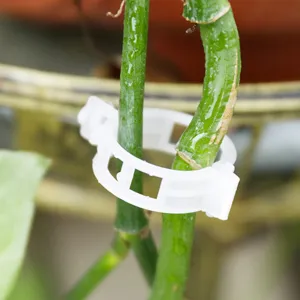 Détail en gros plan d'un clip de fixation en plastique blanc pour tiges de plantes de jardin.