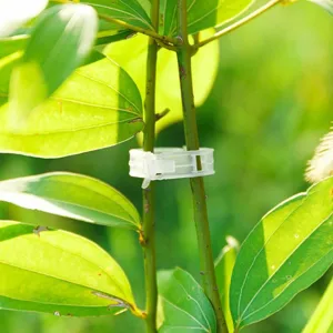 Clip de fixation pour plante en plastique transparent, attache réglable pour jardin