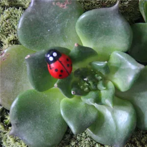 Mini rode lieveheersbeestje hars beeldje voor vetplanten tuin landschapsdecor.