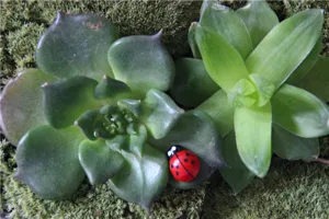 Prachtig miniatuur lieveheersbeestje vetplant pot ornament voor micro landschap tuin decor