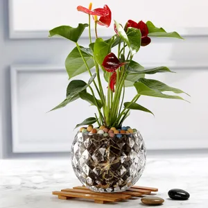 Heldere glazen gefaseerde bolvaas met rode anthurium plant pot voor huisdecoratie.