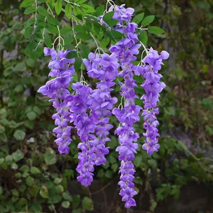 Artificial purple wisteria hanging vine long branch for home room decor photography props
