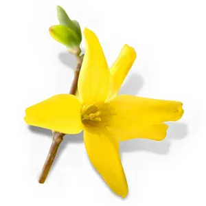 Forsythia flower petal mold baking tool cake decoration fondant DIY cutter yellow floral design