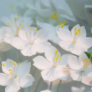 Handcrafted white fondant cherry blossom sugar flowers cake decoration detail view