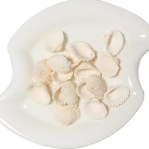 White seashell beads detail showing natural drilled holes for DIY handmade jewelry crafts.