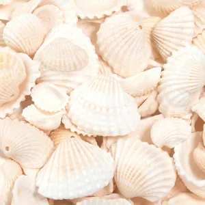 Natural white seashell beads for DIY jewelry making, crafts, necklaces, and wind chimes.