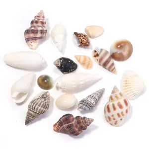 Conchiglie naturali assortite miste non forate per accessori fai da te bigiotteria set