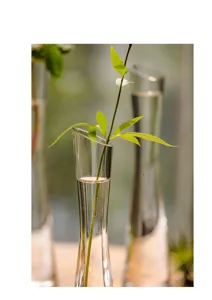 Transparent glass bud vase, elegant small caliber floral arrangement bottle for tabletop decor.