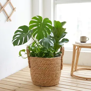 Handgeflochtener Strohkorb Pflanzkübel mit Griffen und grünen Monstera-Pflanzen im Haus