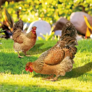 Acrylic chicken yard art decorative stakes for outdoor garden, lawn and yard landscaping decor.