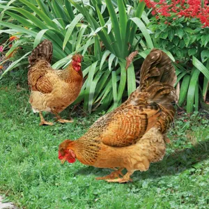 Acrylic chicken yard art stake for outdoor garden decoration, colorful waterproof lawn ornament.