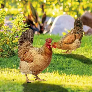 Colorful acrylic hen yard stakes for outdoor garden decoration lawn art landscape ornaments.