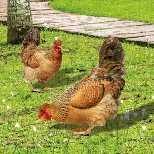 Detailed view of colorful acrylic chicken yard art stakes, perfect for garden and lawn decor.