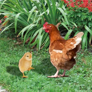 Garden chicken and chick yard art stake, outdoor decorative lawn ornament for yard decor.