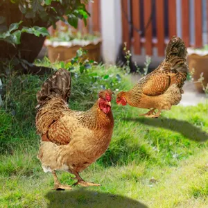 Acrylic chicken yard art detail, colorful hen stake for garden lawn decoration and outdoor landscape.