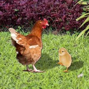 Colorful hen and chick yard art garden stake for outdoor lawn decoration nice style item