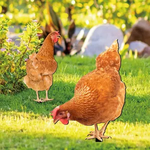 Colorful acrylic chicken yard stakes for garden outdoor lawn decoration and art ornaments.
