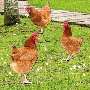Acrylic chicken yard stakes detail, outdoor garden lawn decorative insert ornament showcase.