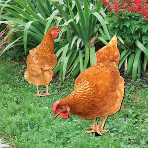 Acrylic chicken yard art garden stake, waterproof outdoor lawn decoration for yard decor.