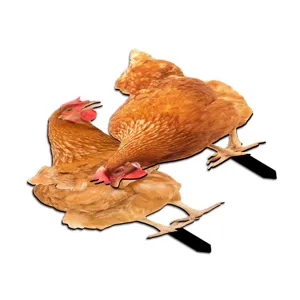 Detailed view of acrylic chicken yard stakes, perfect for outdoor garden and lawn decoration.
