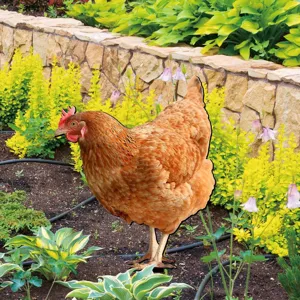 Paletto da giardino a forma di gallina in acrilico, decorazione per esterni colorata e vivace.