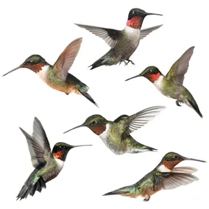 Adesivi per finestre colibrì statici colorati, pellicole anti-collisione per vetri.