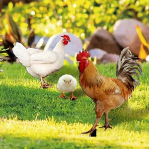 Outdoor garden yard art stakes featuring rooster, hen, and chick figures on grass detail.