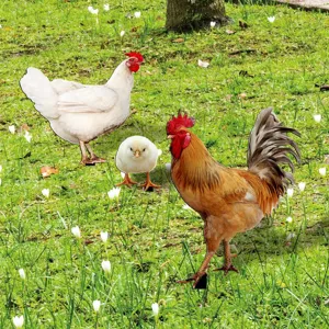 Garden chicken stakes set acrylic rooster hen yard art outdoor lawn patio decor landscape