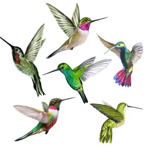 Vista dettagliata di adesivi statici per finestre con colibrì ad acquerello colorati.