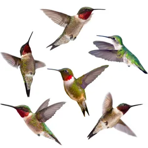 Adesivi per finestre anti-collisione colibri pellicola statica PVC decorazione