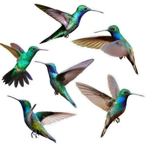 Adesivi per finestre colibrì colorati, adesivi anti-collisione per vetro, vista dettagliata.