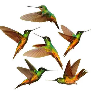 Adesivi per finestre colibrì colorati, pellicola in vetro anticolissione PVC statica.