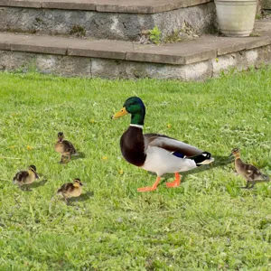 Ensemble de piquet de jardin en forme de canard acrylique, décoration extérieure.
