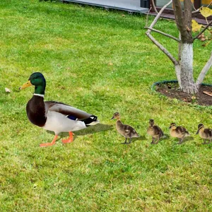 Piquet d'art de jardin de canard coloré, ornement de pelouse en acrylique miroir extérieur.