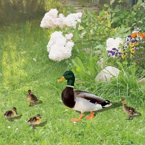Ensemble de piquets de jardin en acrylique canard coloré, décoration de pelouse extérieure.