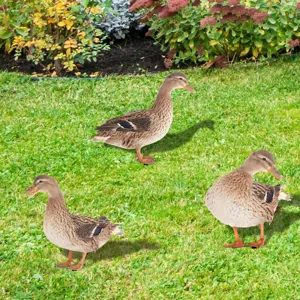 Set de piquet de jardin canard en metal pour deco exterieure, details ornamentaux 3D.