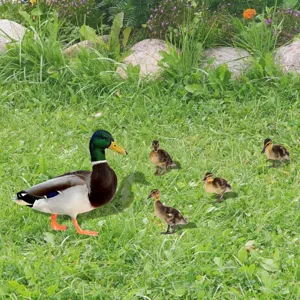 Vue detaillee de piquets de jardin canards colores sur herbe verte, beau decor exterieur.