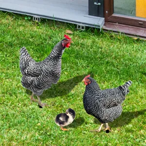Piquets de jardin poule en métal, décorations de pelouse extérieure pour jardin.