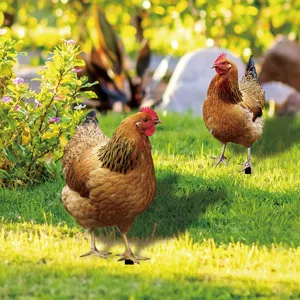 Piquets de jardin poule en acrylique pour decoration exterieure, charmants ornements pelouse.