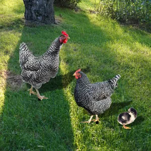 Jolis piquets de jardin poule décoration extérieure pelouse animal en métal ensemble