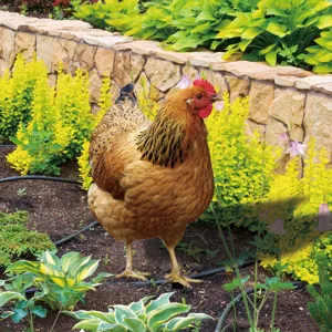 Détail de piquet de jardin poule, décoration réaliste de pelouse et de cour extérieure.