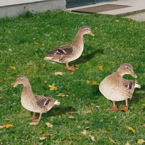 Gros plan du piquet de jardin réaliste en forme de canard sur herbe, idéal pour la déco.