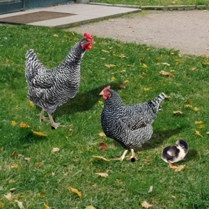 Vue détaillée piquet de jardin poule, décoration de pelouse extérieure au design réaliste d'animal.