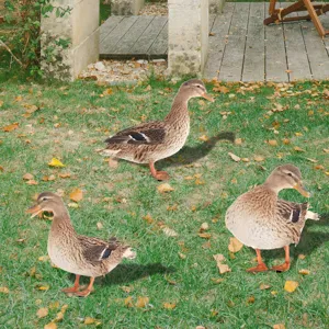 Piquets de jardin canard en acrylique décoration pelouse art de cour extérieur