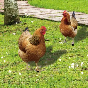 Vue détaillée de piquet de jardin poule réaliste, parfait pour décoration extérieure.